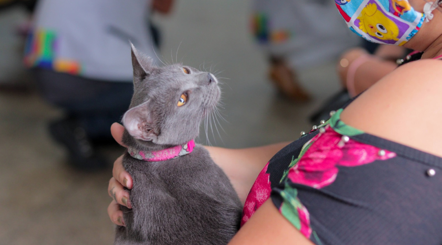 Prefeitura de Manaus abre seleção com 295 vagas temporárias para campanha de vacinação antirrábica animal